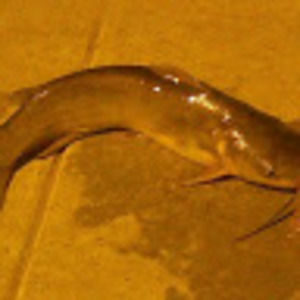 Meet your Posher, Ali